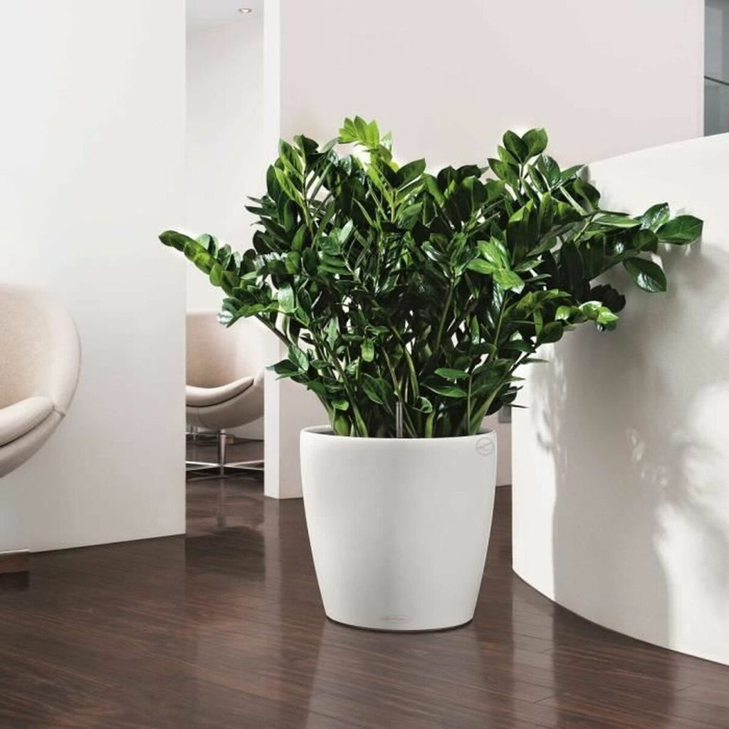 Weißer Blumentopf mit grüner Zimmerpflanze moderner Pflanzkübel für Wohnzimmer