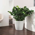 Weißer Blumentopf mit grüner Zimmerpflanze moderner Pflanzkübel für Wohnzimmer