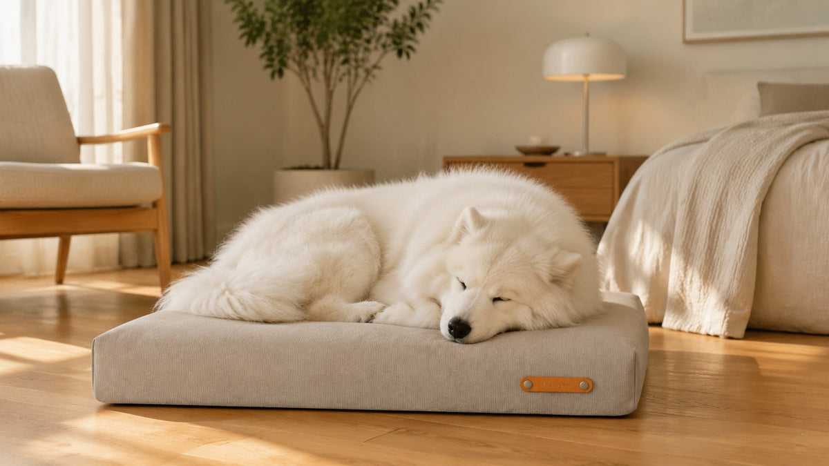 Bosca Hundekissen Beige im hellen Premium Interieur – 16:9