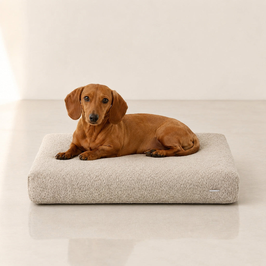 Buklaa Hundekissen Hellbeige mit Dackel – Premium Produktfoto 2048x2048