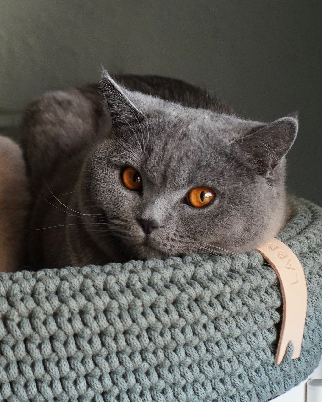 Coco Tierbett für Hund und Katze in Grün – Ansicht 2