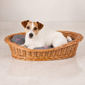 Enovia Hundebett aus Naturweide mit grau-rosa Kissen – 60 × 43 cm – Premium Studioaufnahme auf reflektierendem Boden