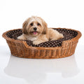 Esmira Hundebett aus Naturweide mit gepunktetem Kissen – 75 × 57 cm – Premium Studioaufnahme auf reflektierendem Boden