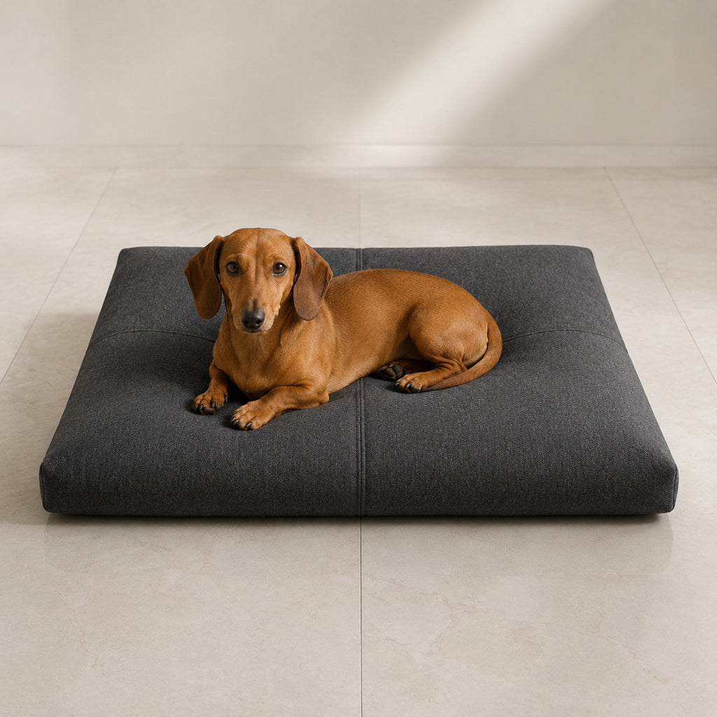 Finno Hundekissen in Anthrazit mit Dackel im hellen Premium-Studio