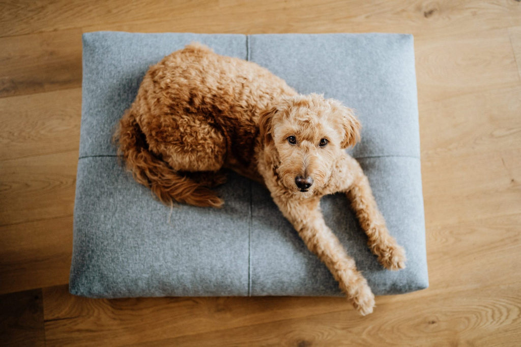 Finno Hundekissen in Anthrazit – Gesamtansicht