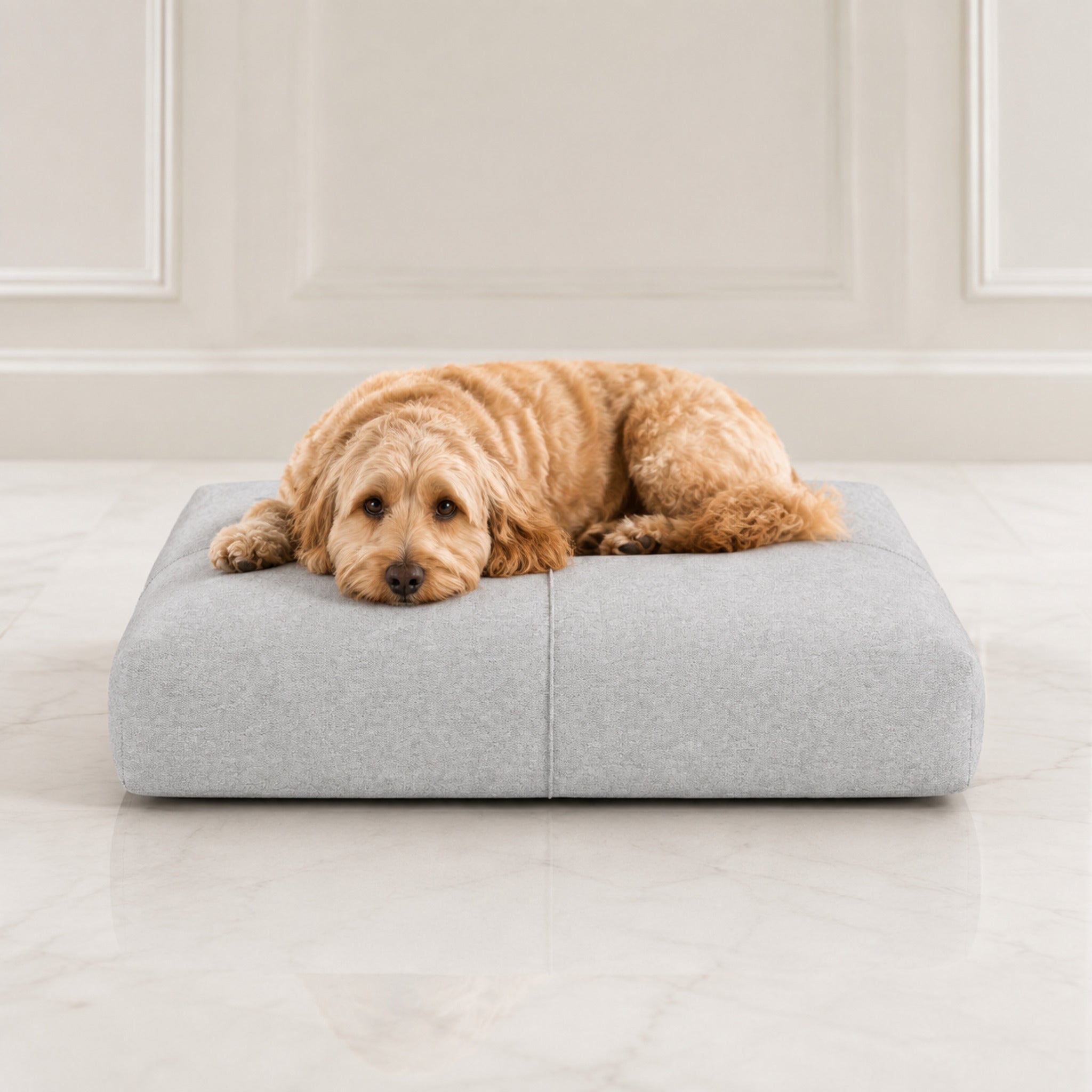 Finno Hundekissen in Grau mit Cockapoo im hellen Premium-Studio