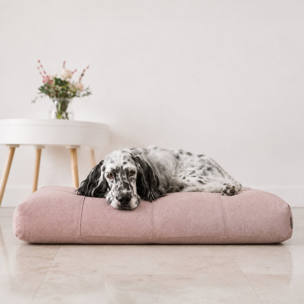 Finno Hundekissen in Rosa mit English Setter im hellen Premium-Studio