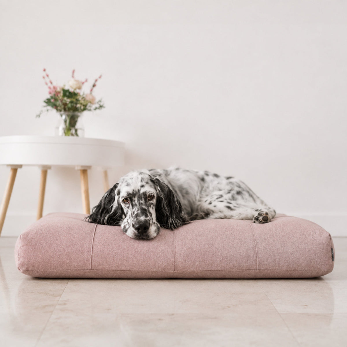 Finno Hundekissen in Rosa mit English Setter im hellen Premium-Studio