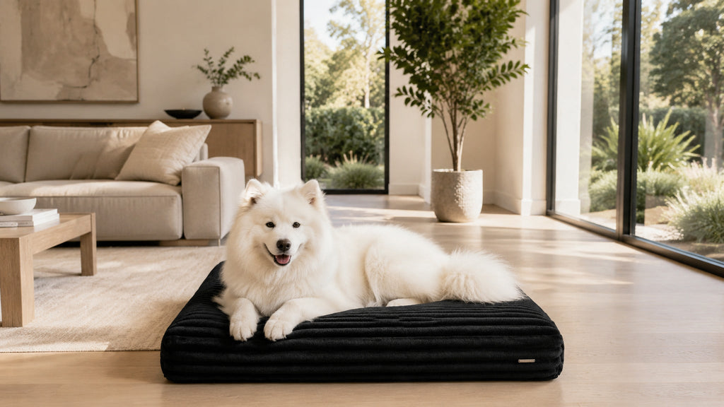 Furo Hundekissen Schwarz mit Hund im hellen Premium Interieur