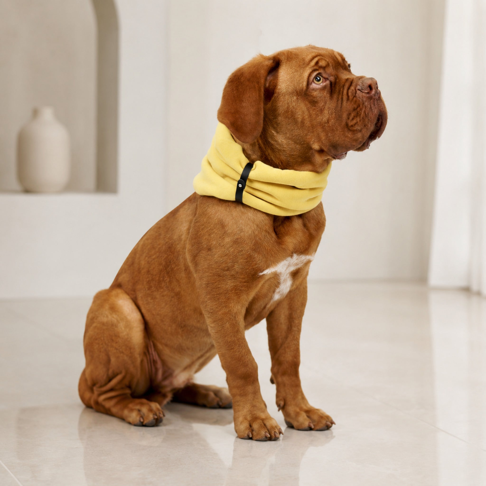 Inko Halswärmer für Hunde – Gold – Premium Studioaufnahme auf reflektierendem Boden
