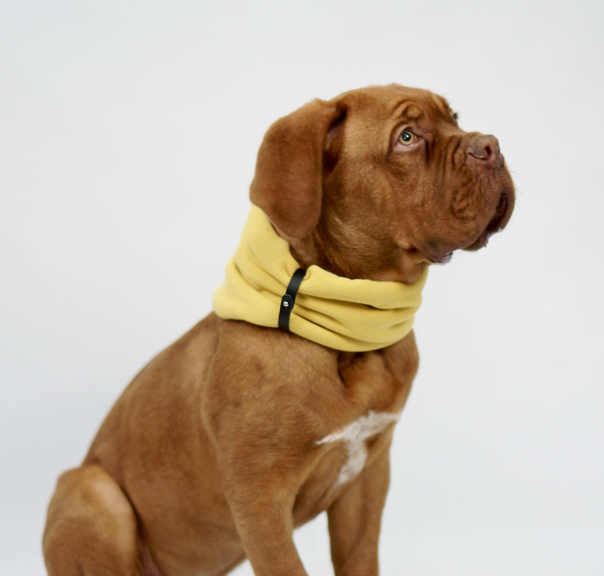 Inko Halswärmer für Hunde – Gold