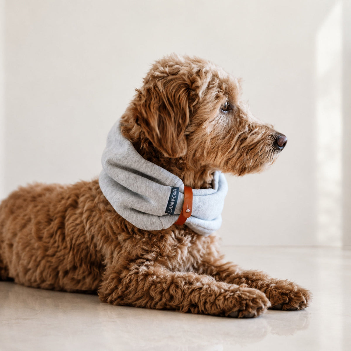 Inko Halswärmer für Hunde – Hellmeliert – Premium Studioaufnahme auf reflektierendem Boden