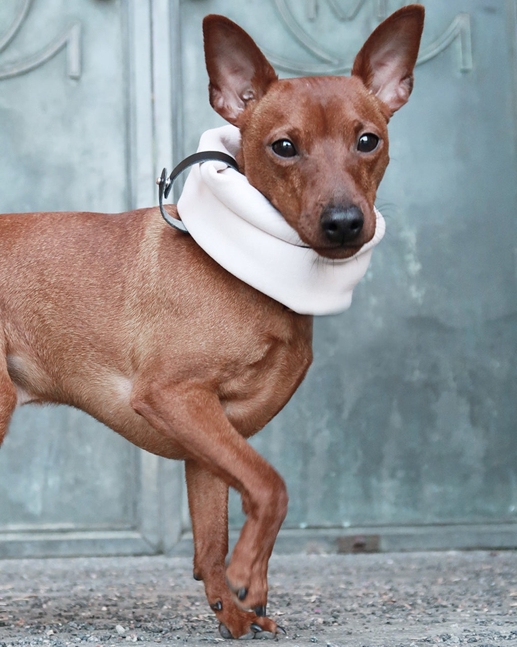 Inko Halswärmer für Hunde – Sandweiß – Ansicht 2