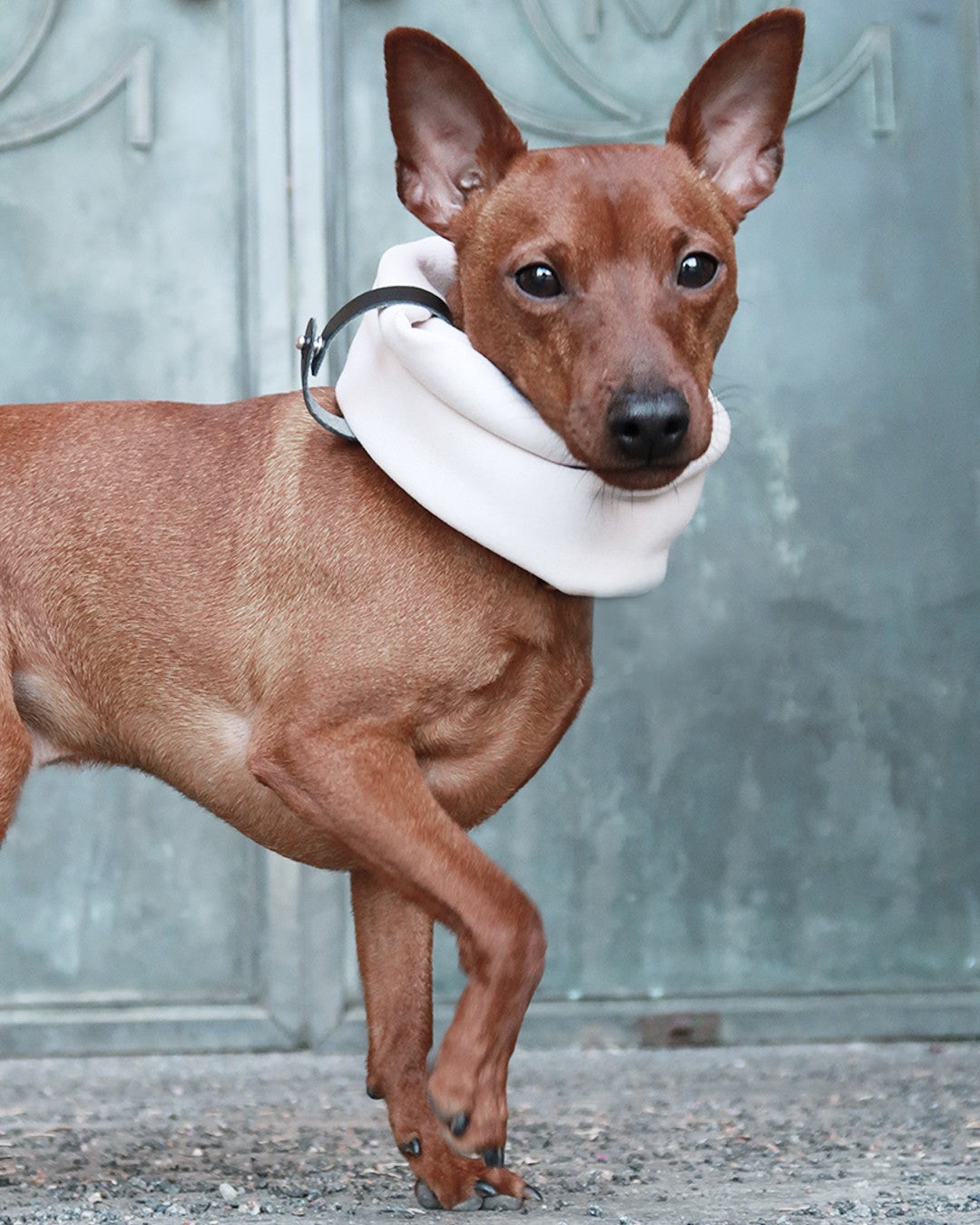Inko Halswärmer für Hunde – Sandweiß – Ansicht 2