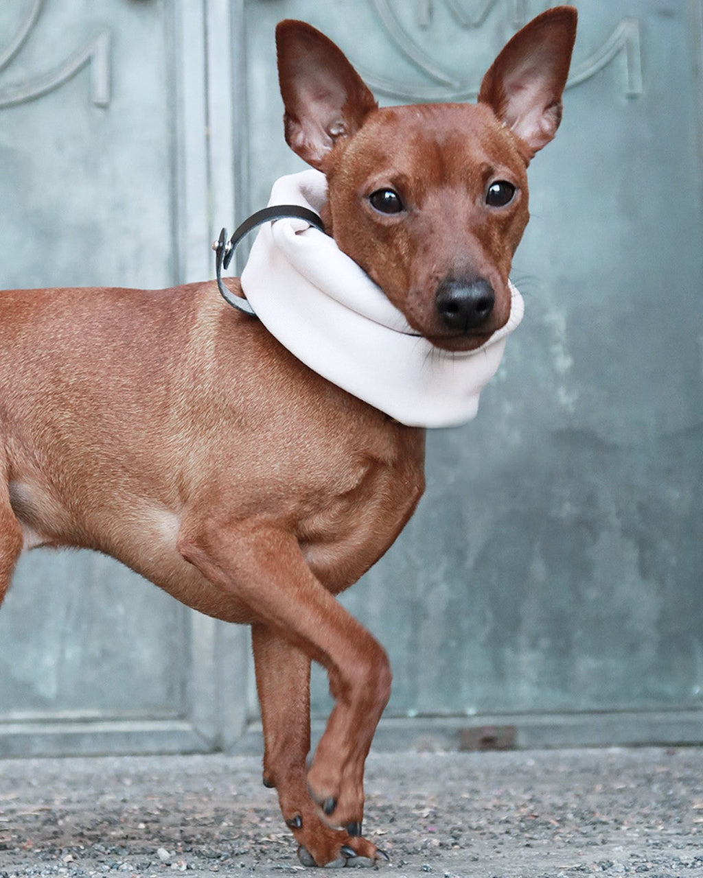 Inko Halswärmer für Hunde – Sandweiß – Ansicht 2