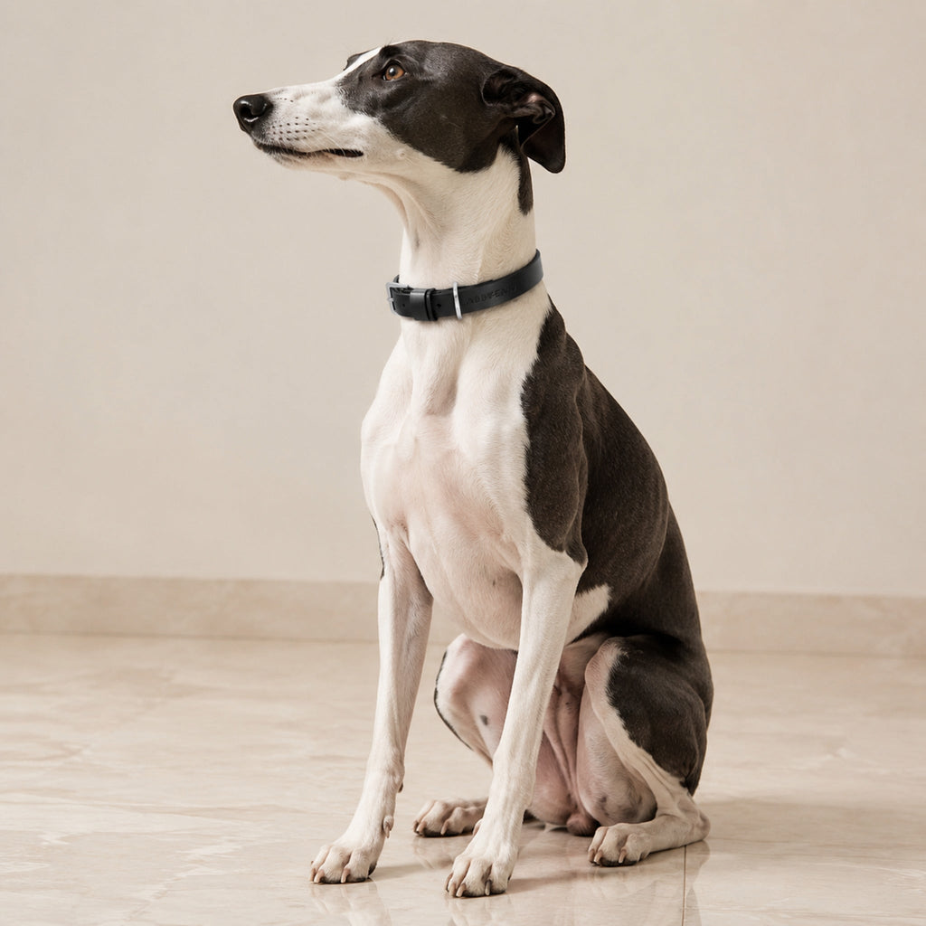 Kollu Hundehalsband aus schwarzem Leder am Whippet im Premium-Studio