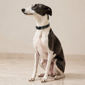 Kollu Hundehalsband aus schwarzem Leder am Whippet im Premium-Studio
