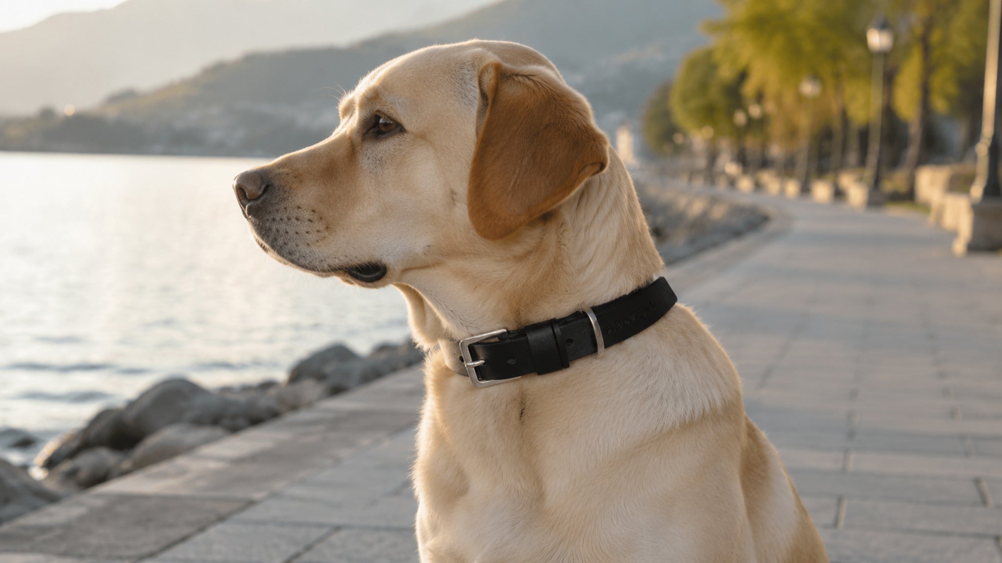 Schwarzes Kollu Lederhalsband am Hund auf einer Seepromenade