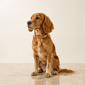 Kollu Hundehalsband aus camelfarbenem Leder am Hund im Premium-Studio