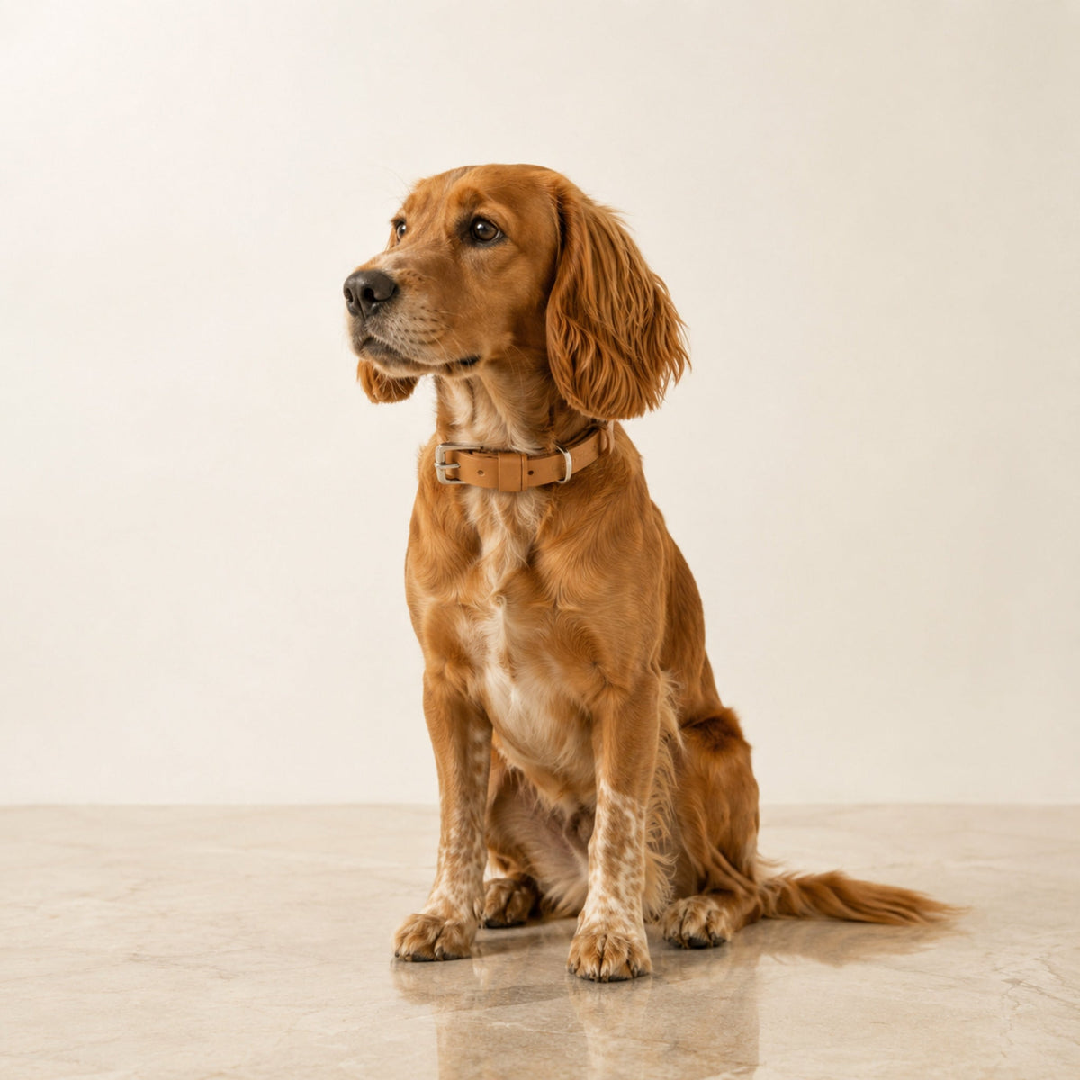 Kollu Hundehalsband aus camelfarbenem Leder am Hund im Premium-Studio
