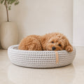 Lukko Hundebett in Hellgrau mit Cockapoo im hellen Premium-Studio