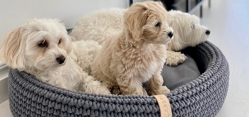Ovales Lukko Hundebett Anthrazit mit herausnehmbarem Kissen