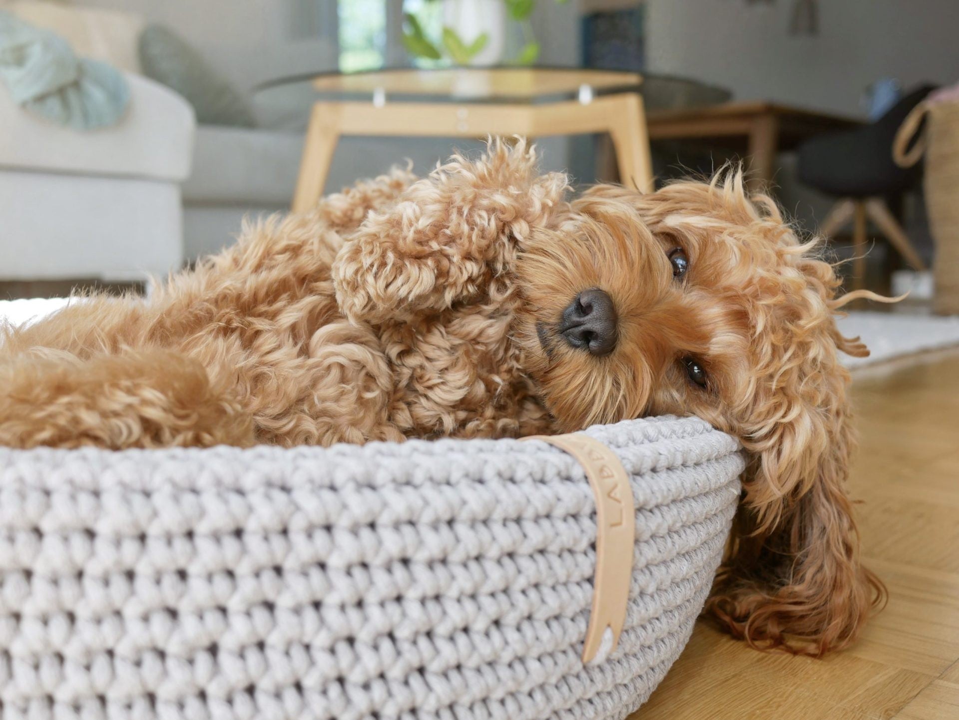 Lukko handgeflochtenes Hundebett in Hellgrau