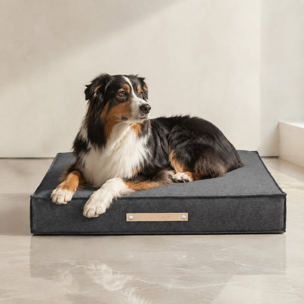 Møvik Hundekissen – Hellanthrazit – Premium Studioaufnahme auf reflektierendem Boden