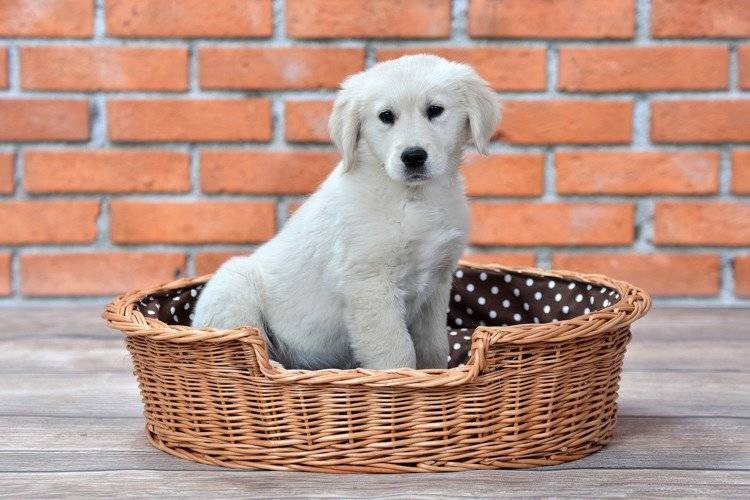 Esmira Natural Wicker Dog Bed With Polka Dot Cushion, 65x43 cm