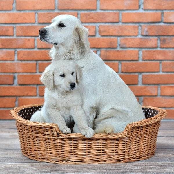 Esmira Natural Wicker Dog Bed With Polka Dot Cushion, 75x57 cm