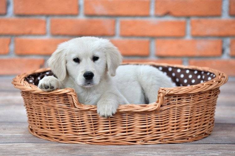 Esmira Natural Wicker Dog Bed With Polka Dot Cushion, 85x67 cm