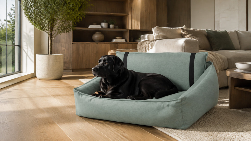 Orteo orthopädisches Hundebett Soft Teal mit Labrador – stilvolle Wohnraumaufnahme