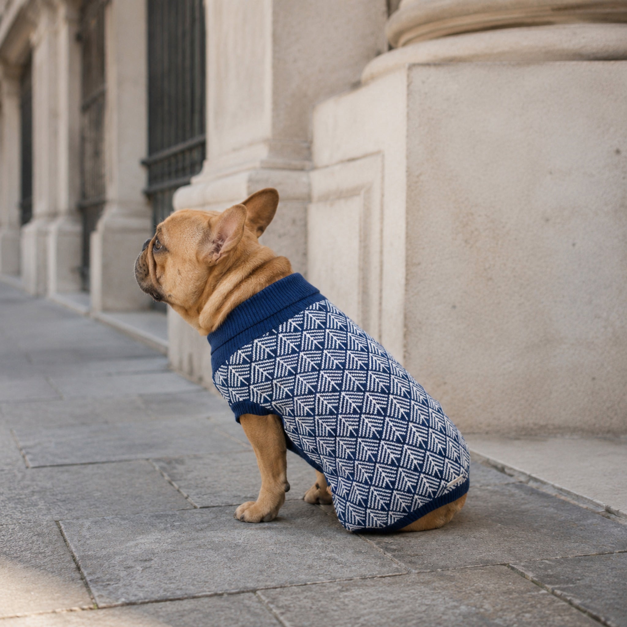 Marineblauer Pullo Hundepullover beim eleganten Stadtspaziergang