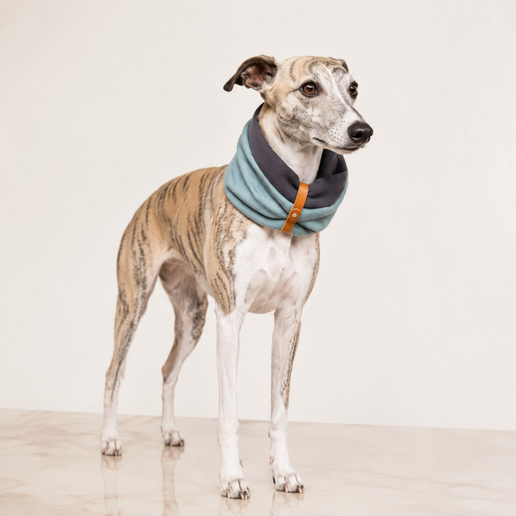 Simo Hunde Halswärmer Türkis Eisengrau am Whippet – Premium Produktfoto