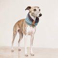 Simo Hunde Halswärmer Türkis Eisengrau am Whippet – Premium Produktfoto