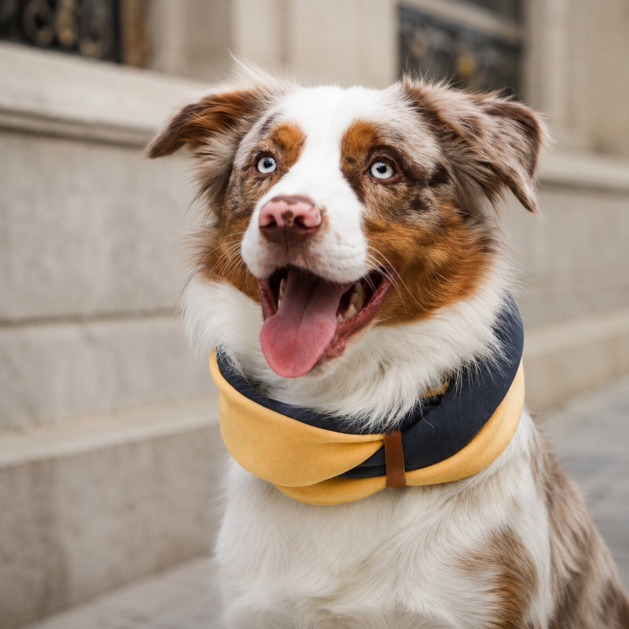 Simo Hunde-Halswärmer Gold und Eisengrau beim Stadtspaziergang