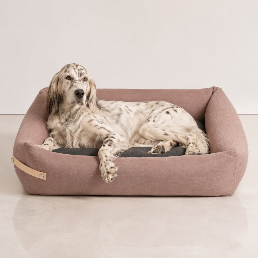 Stokke Hundebett Rosa und Grau mit English Setter im Premium-Studio