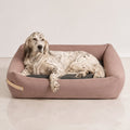 Stokke Hundebett Rosa und Grau mit English Setter im Premium-Studio
