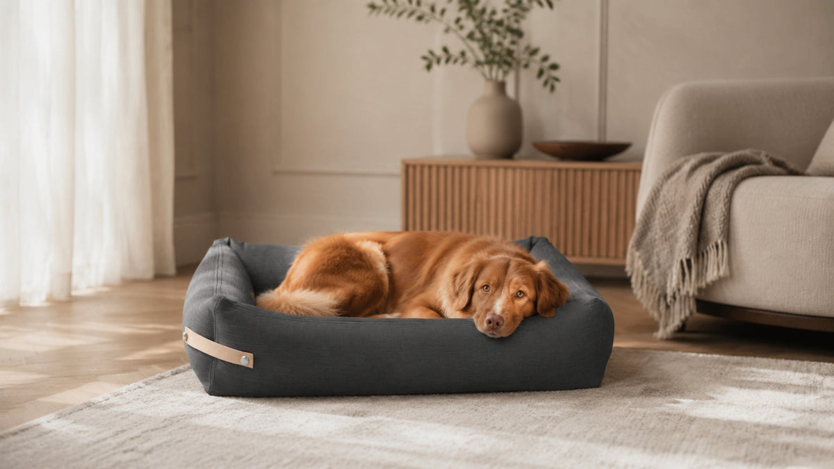 Stokke Hundebett – Grau – Breite Premium-Wohnszene im Format 16:9
