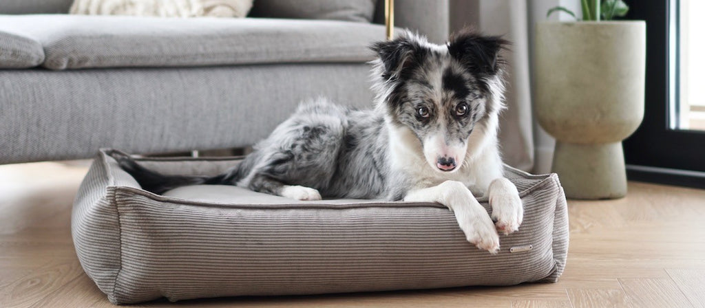 Strippo Hundebett Mokka – Detailansicht