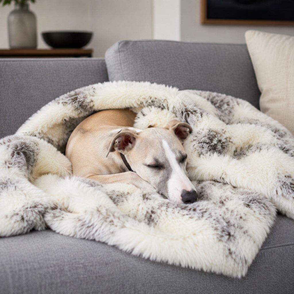 Braun-weiße Tösse Haustierdecke mit Hund auf einem eleganten Sofa