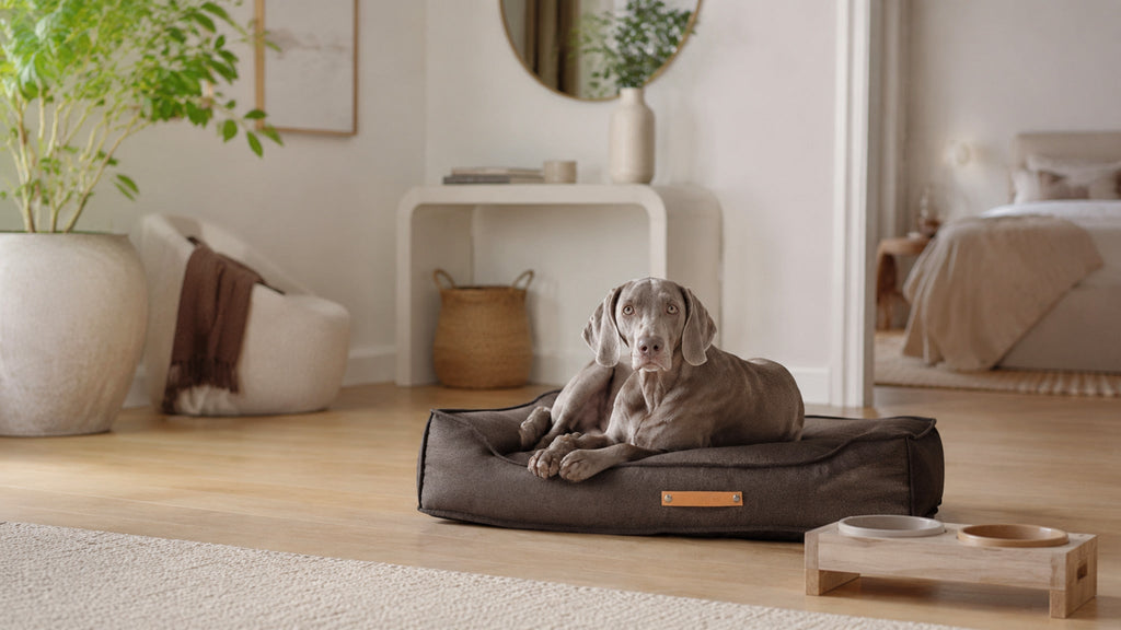Töve Hundekissen – Braun – Breite Premium-Wohnszene im Format 16:9