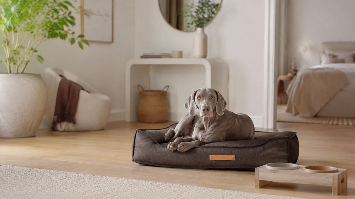 Töve Hundekissen – Braun – Breite Premium-Wohnszene im Format 16:9