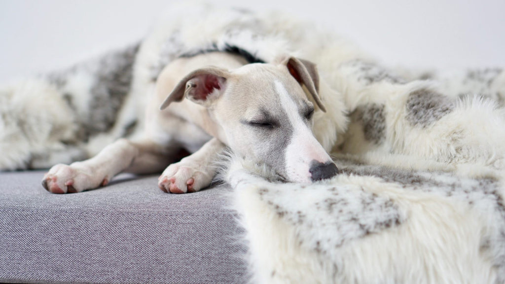 Tösse Wendedecke für Hund und Katze in Braun und Weiß