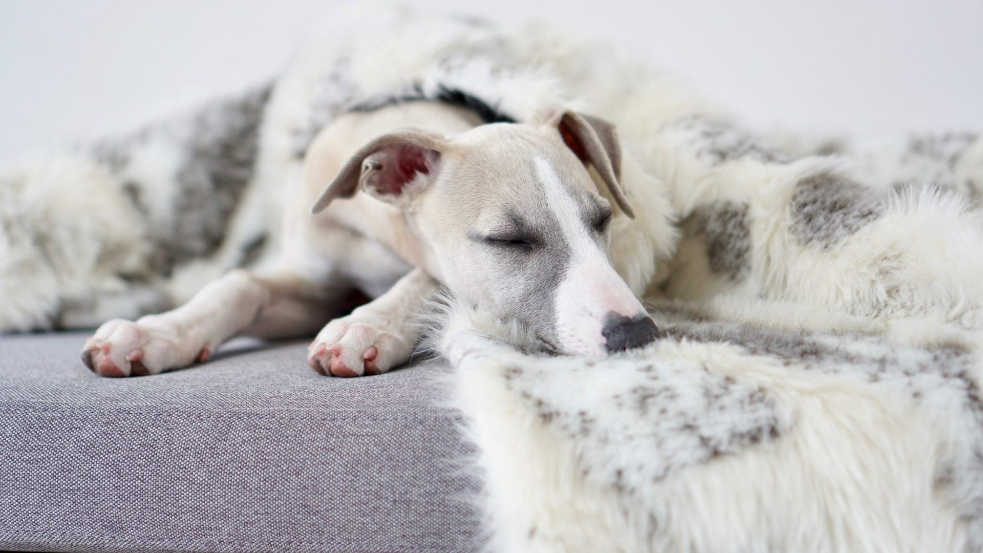 Tösse Wendedecke für Hund und Katze in Braun und Weiß