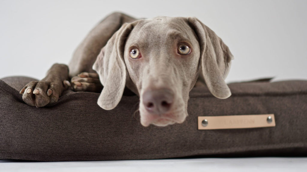 Töve Hundekissen – Braun
