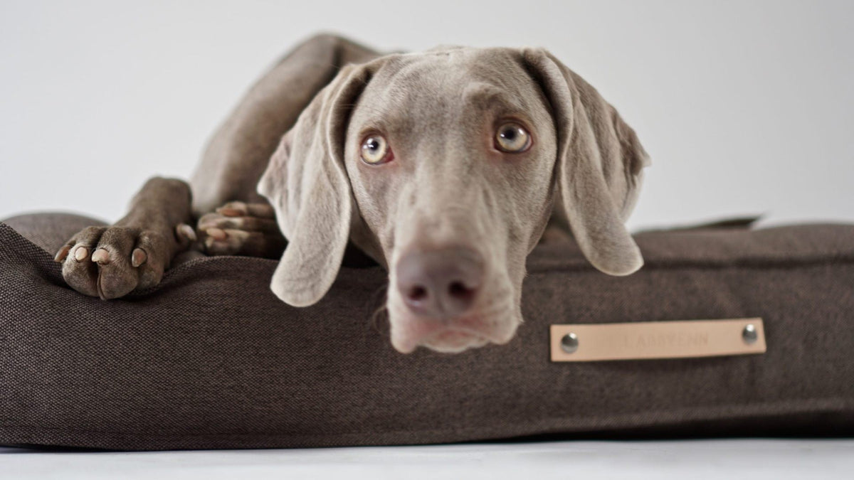 Töve Hundekissen – Braun